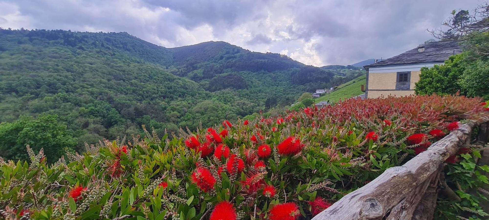 Apartamentos Rurales El Bosque De Las Vinas Boal Dış mekan fotoğraf
